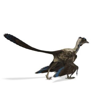 Dinosaur Archaeopteryx