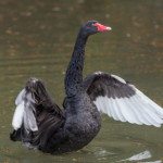 Portrait of a black swan in the water