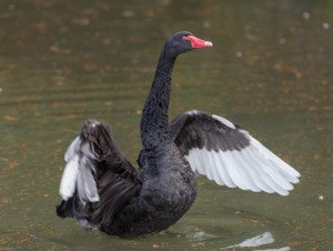 Portrait of a black swan in the water