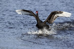 Black Swan (Cygnus aratus) taking flight out of a clear blue lake.