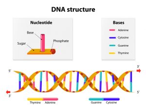 DNA structure: Nucleotide, Phosphate, Sugar, and bases (thymine, adenine, guanine, and cytosine)
